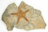 Two Ordovician Starfish (Petraster?) Fossils - Morocco #193751-1